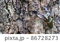 Miyama stag beetle Miyama stag beetle stag beetle 86728273