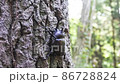 Beetle climbs a tree 86728824
