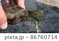 Phantom turtle Unkyu rare turtle 86760714