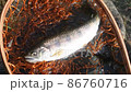 Yamame Yamame Yamame mountain stream fish 86760716