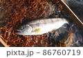 Yamame Yamame Yamame mountain stream fish 86760719