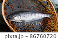 Yamame Yamame Yamame mountain stream fish 86760720