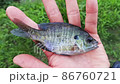 Bluegill foreign fish 86760721