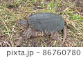 Snapping turtle Dangerous turtle Turtle alien species 86760780