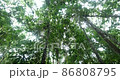 Looking up to the rainforest canopy in the rain, slow motion tracking shot. Pristine rainforest in Yasuni National Park, the Ecuadorian Amazon 86808795