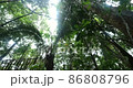 Looking up to the rainforest canopy in the rain, slow motion tracking shot. Pristine rainforest in Yasuni National Park, the Ecuadorian Amazon 86808796
