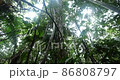 Looking up to the rainforest canopy in the rain, slow motion tracking shot. Pristine rainforest in Yasuni National Park, the Ecuadorian Amazon 86808797