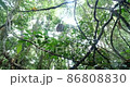 Looking up to the rainforest canopy in the rain, slow motion tracking shot. Passing under a tangle of lianas with drips falling to camera. In pristine rainforest near Rio Tiputini, Orellana province,  86808830