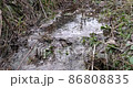 Running stream with clear water in the forest in the mountainous area in late autumn 86808835