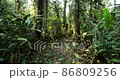 Walking off trail through dense Amazonian rainforest. With sun glinting through the trees. Pristine rainforest near Rio Tiputini, Orellana province, Ecuador 86809256