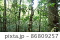 A coiled liana hanging from the rainforest canopy. Pristine Amazonian rainforest near Rio Tiputini, Orellana province, Ecuador 86809257