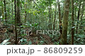 Walking off trail through dense Amazonian rainforest. With sun glinting through the trees. Pristine rainforest near Rio Tiputini, Orellana province, Ecuador 86809259