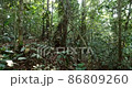 Walking off trail through dense Amazonian rainforest. With sun glinting through the trees. Pristine rainforest near Rio Tiputini, Orellana province, Ecuador 86809260