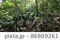 Walking off trail through dense Amazonian rainforest. With sun glinting through the trees. Pristine rainforest near Rio Tiputini, Orellana province, Ecuador 86809261