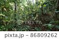 Walking off trail through dense Amazonian rainforest. With sun glinting through the trees. Pristine rainforest near Rio Tiputini, Orellana province, Ecuador 86809262