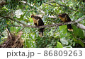 Hoatzins (Opisthocomus hoazin) resting on a branch at the edge of Limoncocha lagoon in the Ecuadorian Amazon 86809263