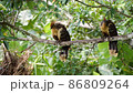 Hoatzins (Opisthocomus hoazin) resting on a branch at the edge of Limoncocha lagoon in the Ecuadorian Amazon 86809264
