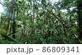 Looking up to the rainforest canopy in the rain, slow motion tracking shot. Passing under a tangle of lianas with drips falling to camera. In pristine rainforest near Rio Tiputini, Orellana province,  86809341