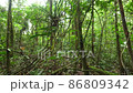 Tracking around a tangle of lianas in pristine rainforest near Rio Tiputini, Orellana province, Ecuador 86809342
