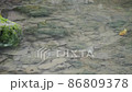 Scenery of brackish water in Miyakojima, Okinawa Prefecture Fish 86809378