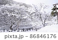 樹上的雪融化掉了 86846176