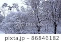 融化並落在樹上的雪 86846182