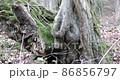 Late autumn in a mountain forest in cloudy weather 86856797