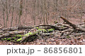 Late autumn in a mountain forest in cloudy weather 86856801