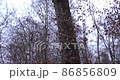 Late autumn in a mountain forest in cloudy weather 86856809