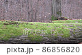 Late autumn in a mountain forest in cloudy weather 86856820