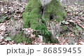 Late autumn in a mountain forest in cloudy weather 86859455
