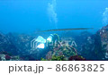 【水中撮影】海中で泳ぐアオヤガラ/ダイバー撮影 86863825