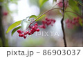 Minami Ten 02 86903037