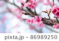 靜靜搖曳的猩紅櫻花花瓣 86989250