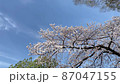 春の空と桜 春の空と桜 87047155