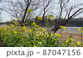 春の河原 春の河原 87047156
