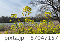 風に揺れる菜の花 風に揺れる菜の花 87047157