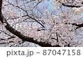 風に揺れる桜 風に揺れる桜 87047158