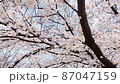 揺れる満開の桜 揺れる満開の桜 87047159