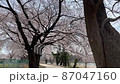 桜並木 桜並木 87047160