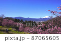 おおい夢の里　河津桜 87065605