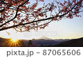 おおい夢の里　河津桜 87065606