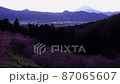 おおい夢の里　河津桜 87065607