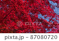 紅葉1 87080720