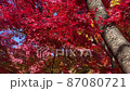紅葉2 87080721