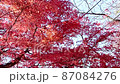 紅葉7 87084276