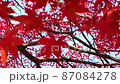 紅葉5 87084278