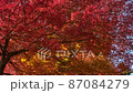 紅葉3 87084279