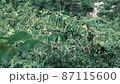 栗の木に栗がなる 87115600