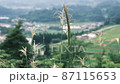 高台から望む日本の農村の風景　初夏の風に揺らぐススキ 87115653